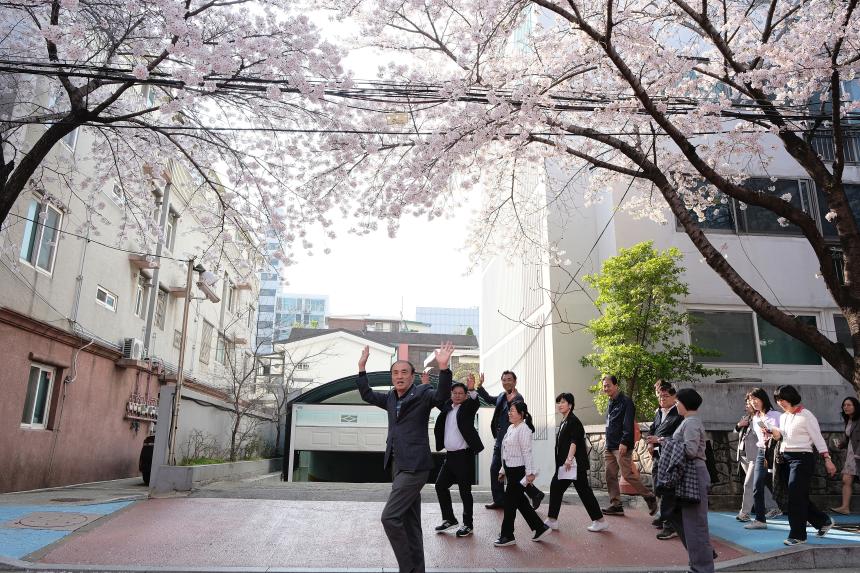 마포구 벚꽃 페스티벌 - 5