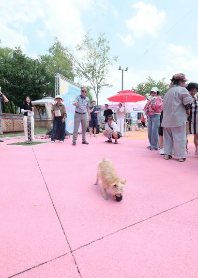 마포반려동물캠핑장 댕댕이 물놀이장 개장식 - 8