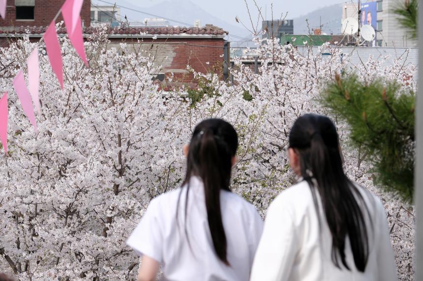 2026 제2회 마포구 벚꽃 페스티벌 - 16