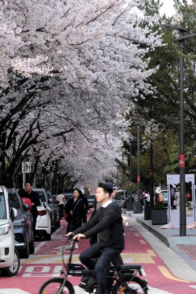 2026 제2회 마포구 벚꽃 페스티벌 - 37