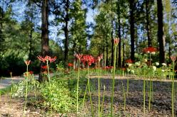 2023 상사화 축제 난지별곡 51