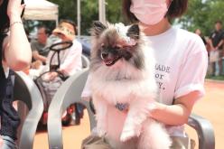 마포 반려동물 캠핑장 개장식 8