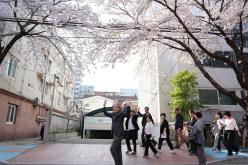 마포구 벚꽃 페스티벌 5