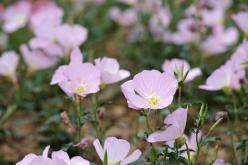 상암동 야생화정원 개장식 17