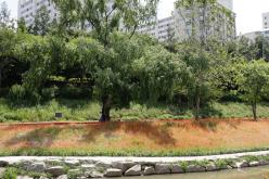 제1회 마포 월드컵천 황금보리 축제 걷기대회 4