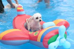 마포반려동물캠핑장 댕댕이 물놀이장 개장식 18