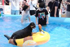 마포반려동물캠핑장 댕댕이 물놀이장 개장식 20