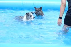 마포반려동물캠핑장 댕댕이 물놀이장 개장식 26