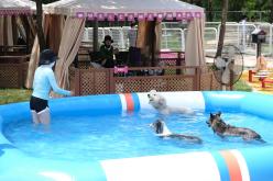 마포반려동물캠핑장 댕댕이 물놀이장 개장식 27