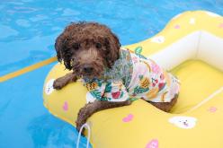 마포반려동물캠핑장 댕댕이 물놀이장 개장식 39