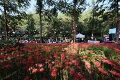 제3회 상사화 축제 2