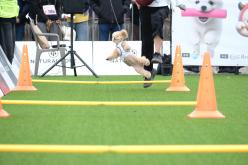 새우젓축제-마포구 반려견 스포츠대회 2