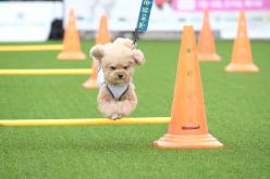 새우젓축제-마포구 반려견 스포츠대회 3