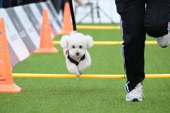 새우젓축제-마포구 반려견 스포츠대회 4