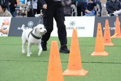 새우젓축제-마포구 반려견 스포츠대회 8