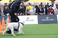 새우젓축제-마포구 반려견 스포츠대회 9