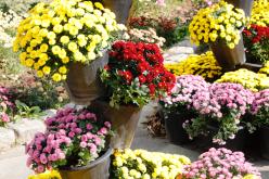 국화정원 황톳길 개장식 5