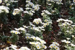 국화정원 황톳길 개장식 17