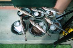 밤섬부군당제 11