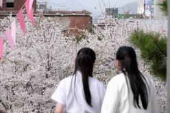 2026 제2회 마포구 벚꽃 페스티벌 16