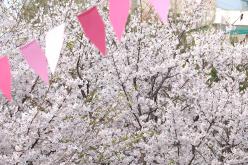 2026 제2회 마포구 벚꽃 페스티벌 24